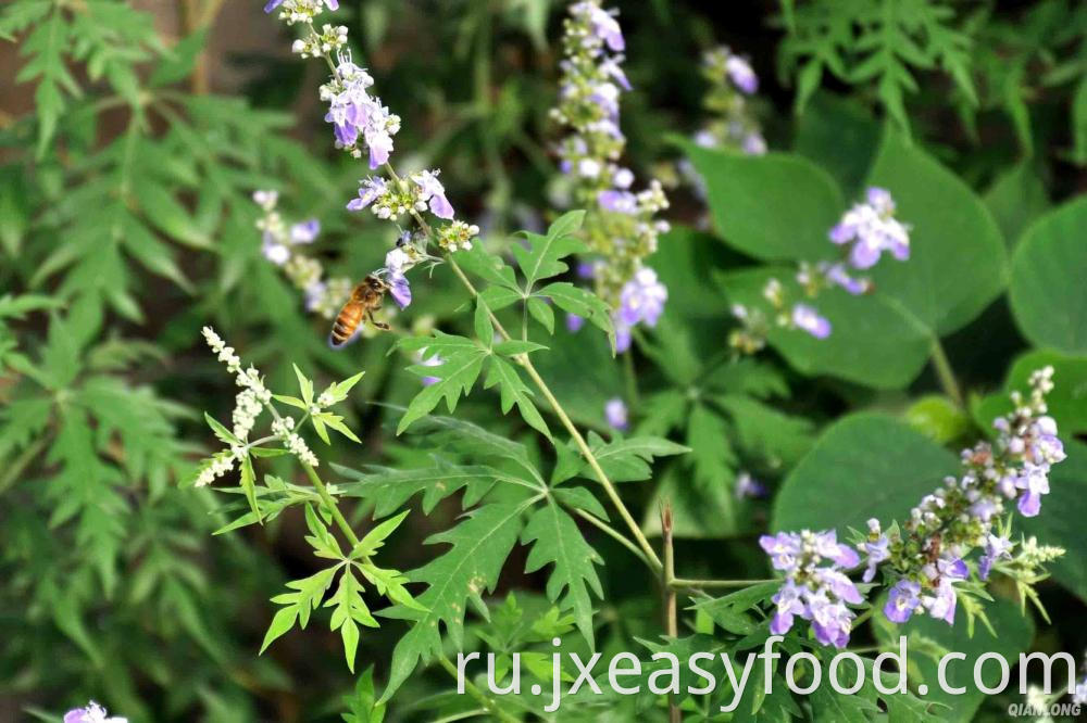 organic vitex honey